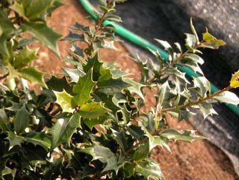 ハギ ヤマハギ ミヤギノハギ マメ科 原産地 中国 日本 朝鮮半島 生育適地 日当たりがよく排水性のよい土地を好む 性質 特徴 秋の七草としては有名 樹勢が強いのでほって置くとかなりの大株になってしまいます 冬の葉がなくなった時期に 根元