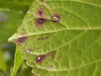 ウドンコ病 症状 若い葉や茎 花に 白いウドン粉を薄くまぶしたような白いカビが一面にはえます このため 葉や枝葉が萎縮したり 曲がったりする奇形が生じます その結果 生育はいちじるしく阻害され ひどい場合は 枯れてしまいます この