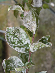 ウドンコ病 症状 若い葉や茎 花に 白いウドン粉を薄くまぶしたような白いカビが一面にはえます このため 葉や枝葉が萎縮したり 曲がったりする奇形が生じます その結果 生育はいちじるしく阻害され ひどい場合は 枯れてしまいます この