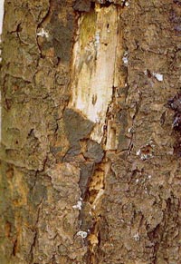コウヤク病 症状 主に 枝や幹に発生します 病気になった部分の表面は まるで灰白色の張り薬 膏薬 ｺｳﾔｸ を貼ったように一面にカビが発生します この部分は 古くなると灰褐色に変色し 亀裂を生じてはげ落ちます 発生の仕方 この病原菌は