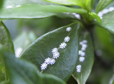 カイガラムシ 特徴と性質 樹木類につく害虫では もっとも種類が多い害虫です 吸汁性害虫 貝殻のような カラをかぶつていることが多いのでこの名前がつきましたが コナカイガラムシやワタフキカイガラムシのように カラをかぶらない種類も