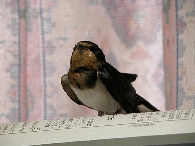 ツバメとの6日間